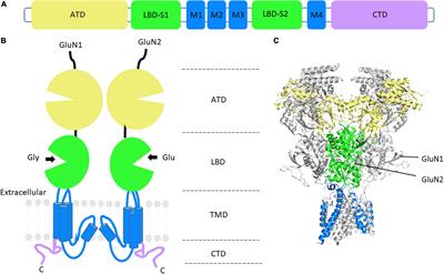 Protein quality control of N-methyl-D-aspartate receptors